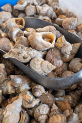 Catch of the day on fist market in Oostende, North Sea, Belgium, fresh Rapa molluscs seafood  close up