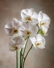 Elegant White Orchid Arrangement for Commercial Poster, Green Stems against Soft Minimal Background