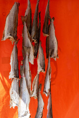 Dtied on air or salted stock fish on sea promenade in Oostende, Belgium