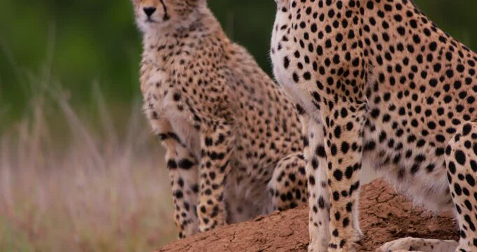 Close-up tilt of two Cheetahs (Acinonyx jubatus) bodies resting on a mound of soil nestled within the savannah in Kenya