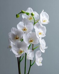 Elegant White Orchid Arrangement for Commercial Poster, Green Stems against Soft Minimal Background