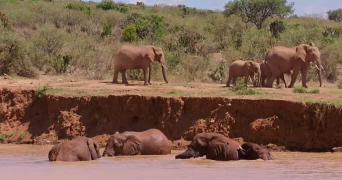 Very wide of a herd of African Bush Elephants (Loxodonta africana) wallowing in a muddy waterhole in the savannah at midday in Kenya