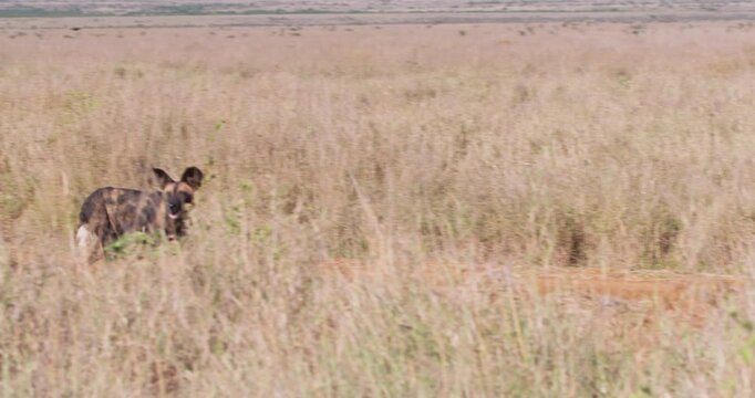 Wide gimbal tracking of pair of African wild dog (Lycaon pictus) tracking prey in savannah grassland in afternoon in Kenya