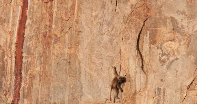Very wide of a juvenile Olive Baboon (Papio anubis) holding on to a red rock wall and falling off in savannah in the sunny morning in Kenya