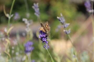Fiery skipper butterfly on lavender