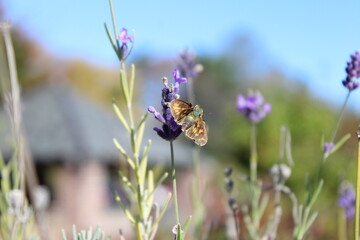 Fiery skipper butterfly on lavender