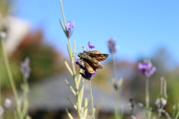 Fiery skipper butterfly on lavender