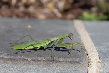 Green Chinese mantis