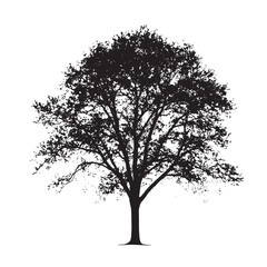 Obraz premium Simple Ash Tree Silhouette on White