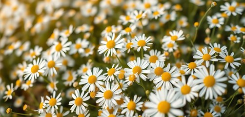 Fototapeta premium Delicate chamomile blossoms scattered on pristine white, soft focus , photography, gentle