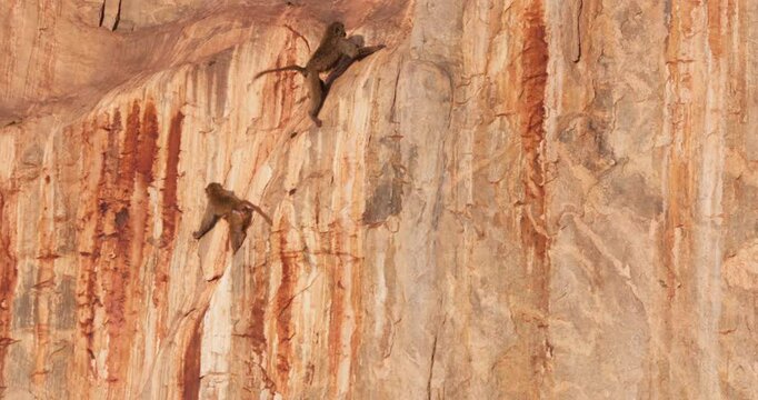 Very wide of pair of Olive Baboons (Papio anubis) climbing a red rock slope in savannah in morning in Kenya