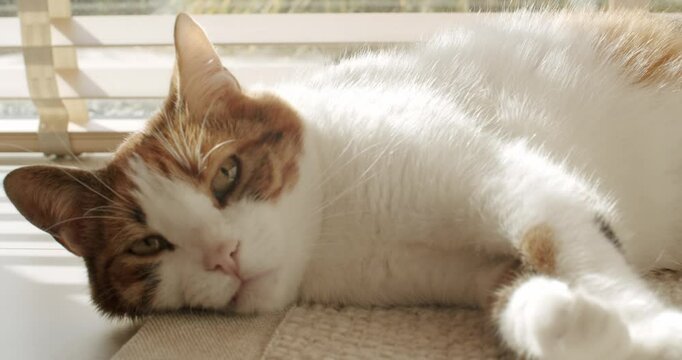 Orange and white tabby cat relaxes in a patch of sunlight by a window. The cat looks peaceful and sleepy with half-closed eyes and is lying on its side on a rug. Peaceful Cat Relaxes in Sunlight