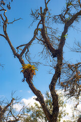 Single Bromeliad on Tree Branch Sky