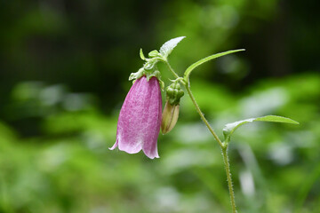 ホタルブクロ　Bellflower	
