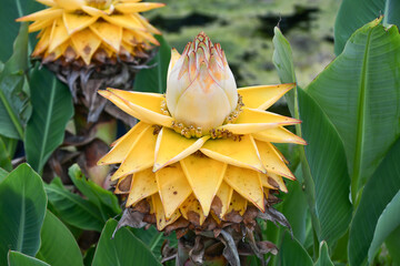 チヨウキンレン（チユウキンレン）　Chinese yellow banana