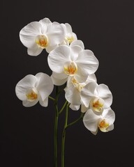 Elegant White Phalaenopsis Orchid on Green Stem, Isolated on Pure White Background with Soft Shadows - Perfect Floral Product Display