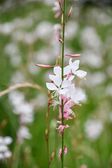 ガウラ（ヤマモモソウ） White Gaura