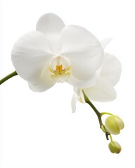 Elegant White Phalaenopsis Orchid on Green Stem, Isolated on Pure White Background with Soft Shadows - Perfect Floral Product Display