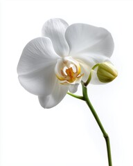 Obraz premium Elegant White Phalaenopsis Orchid on Green Stem, Isolated on Pure White Background with Soft Shadows - Perfect Floral Product Display