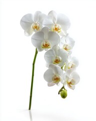 Elegant White Phalaenopsis Orchid on Green Stem, Isolated on Pure White Background with Soft Shadows - Perfect Floral Product Display