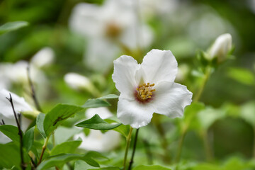 セイヨウバイカウツギ「ベル・エトワール」Mock orange 'Belle etoile'	