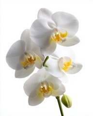 Obraz premium Elegant White Phalaenopsis Orchid on Green Stem, Isolated on Pure White Background with Soft Shadows - Perfect Floral Product Display