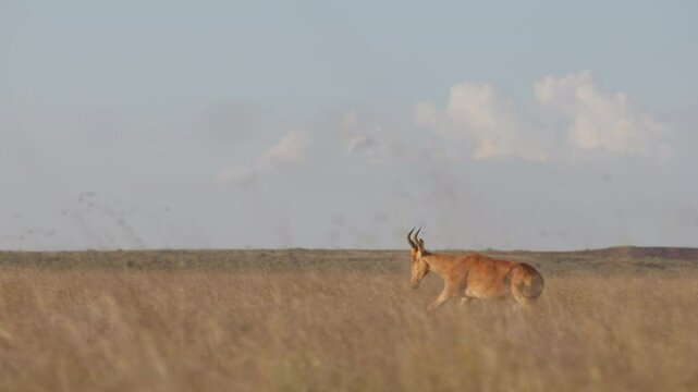 Very wide dolly tracking of a Hartebeest (Alcelaphus buselaphus) running through tall dry grass at midday in the Kenyan savannah