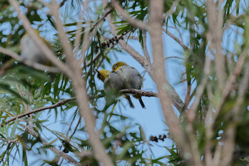 Couple of oriental white eye on the branch