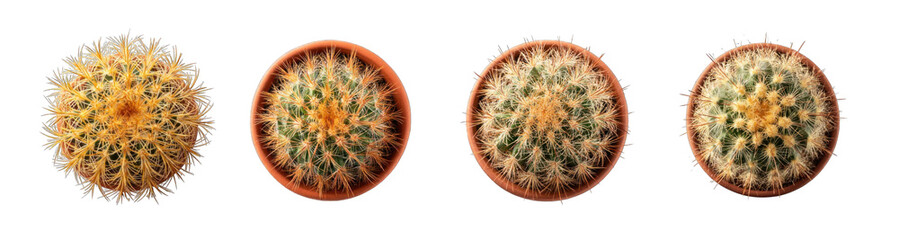 Collection of PNG. Golden barrel cactus (Echinocactus grusonii), terracotta pot, studio shot, detailed thorns, top view, isolated on a transparency background.