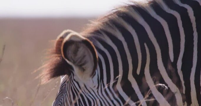 Extreme close-up of a Grevy Zebras (Equus grevyi) head while grazing in dry savannah grasslands under hot midday sun in kenya 