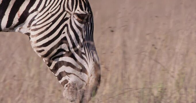 Close up pan of a Grevy Zebras (Equus grevyi) head walking in dry savannah grasslands under hot midday sun in Kenya