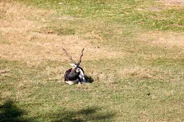 Blackbuck antelope lying on the grass
