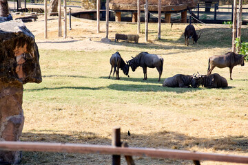 A herd of wildebeest in a clearing at the zoo