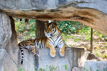 A tiger lies on the rocks in the shade and watches