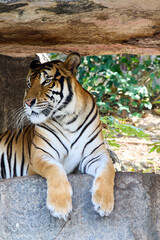 A tiger lies on the rocks in the shade and watches