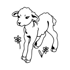 lamb with woolly fleece line art	 drawing