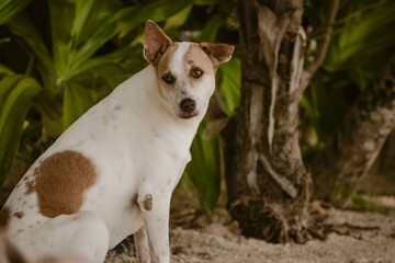 A single stray lop-eared dog dog in brown and white sitting on the beach surrounded by lush greenery outdoor at daytime in the Philippines in South East Asia with space for text.