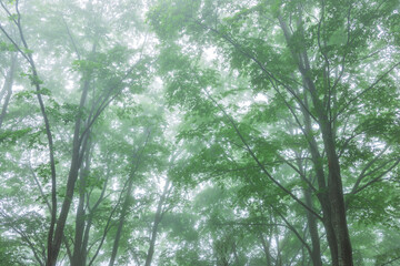 Fototapeta premium green forest, trees in the fog