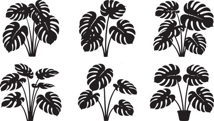 monstera plant silhouette set with tropical potted foliage, black vector illustrations of exotic indoor houseplants with split leaves