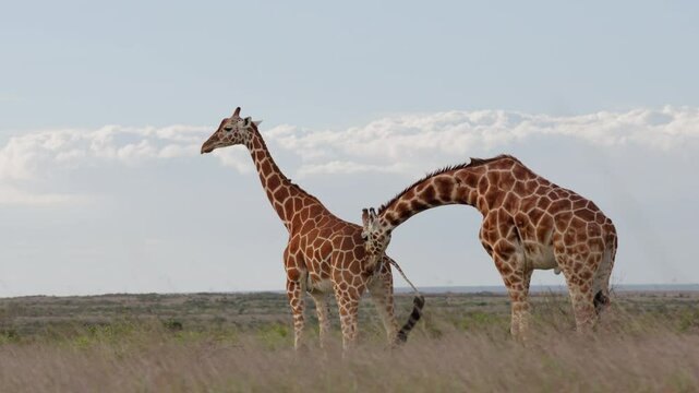 Very wide gimbal parallax of male Reticulated giraffe (Giraffa c. reticulata) sniffing peeing oestrous female in cloudy morning in Kenya
