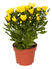 Yellow chrysanthemum in a pot cut out isolated transparent background