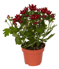 Red chrysanthemum in a pot cut out isolated transparent background