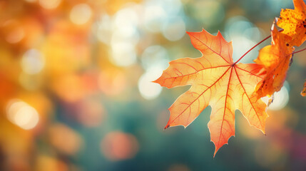 Fototapeta premium Autumn fall orange maple leaf 