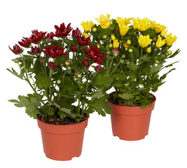 Red and yellow chrysanthemums in a pot cut out isolated transparent background