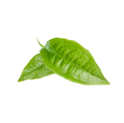 tea leaves, fresh green, isolated on transparent background.