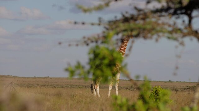 Very wide gimbal parallax of solitary Reticulated giraffe (Giraffa c. reticulata) standing wagging tail in cloudy morning in Kenya