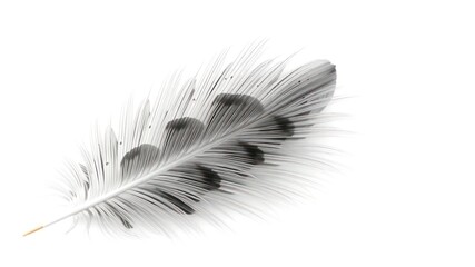 Obraz premium Delicate single bird feather with intricate details, presented in a minimalist composition with a clean white background