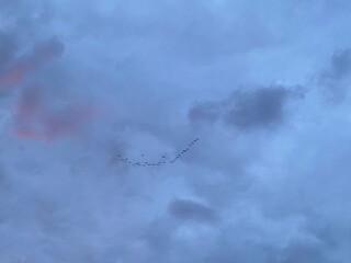 A Serene Sky with Fluffy Clouds and Birds Gracefully Flying in Intricate Formation