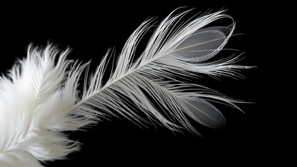Delicate white feather composition on a stark dark backdrop showcasing softness, elegance, and a minimalist aesthetic, evocative of ethereal grace