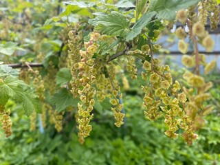 Beautiful clusters of green floral growth can be found on vibrant, lush foliage all around